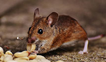 24 Hour & Emergency Exterminators in Olivia, NC